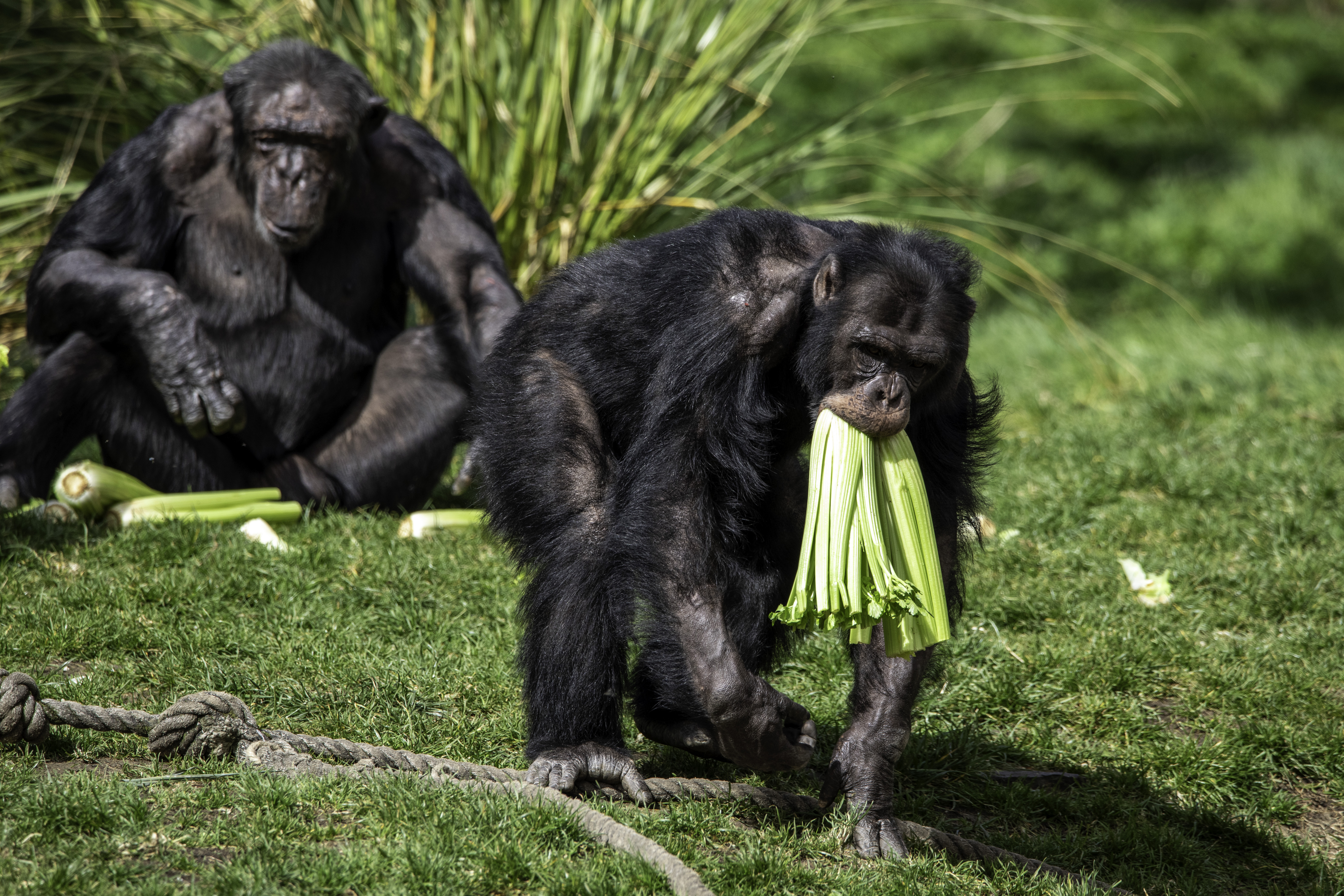 Chimps eating celery on a sunny day